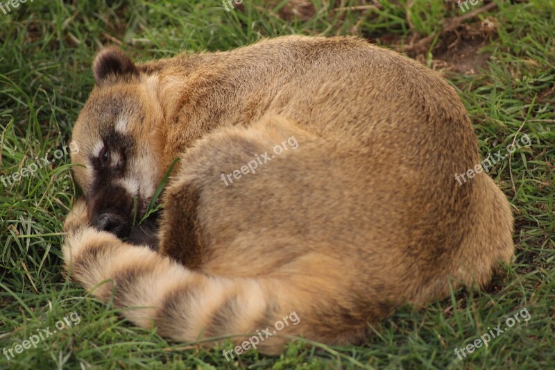 Raccoon Tired Animal Zoo Bear