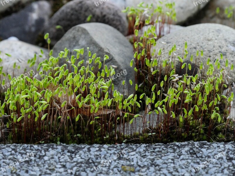 Moss Laubmoos Capsule Close Up Stones