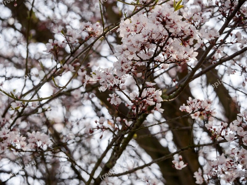 Spring Blossom Bloom White Blood Plum