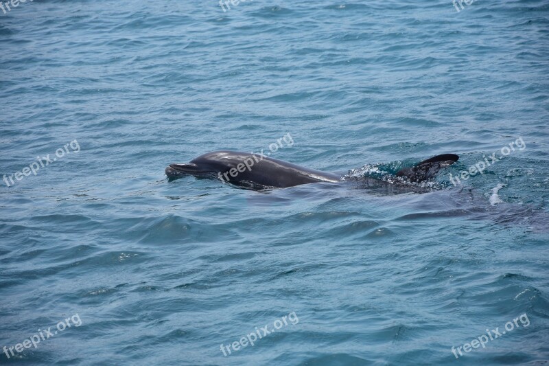 Dolphin Sea Marine Mammals Dolphins Swim