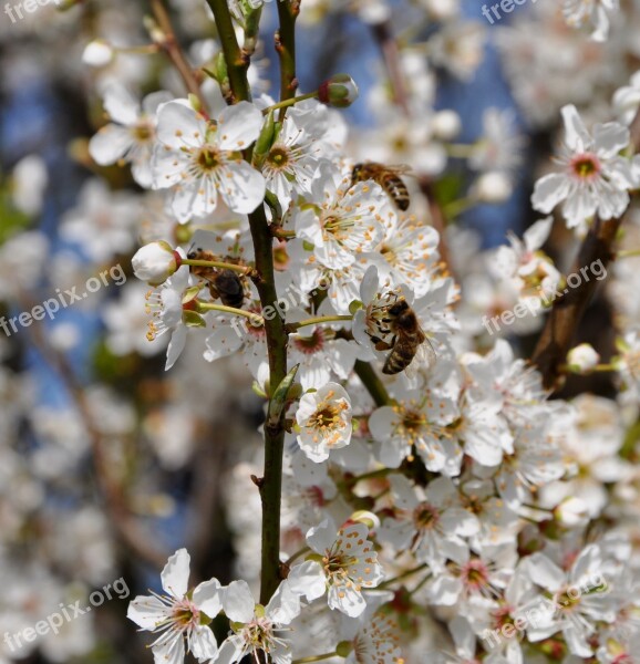 Honey Bees Hawthorn Flowers Spring Free Photos