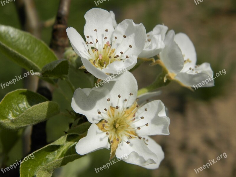 Flower Sprig Pear Spring Nature