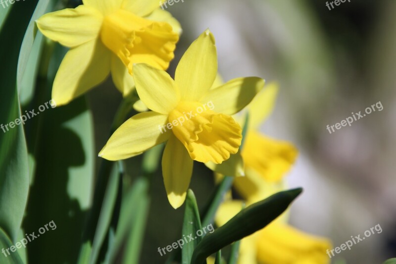 Osterglocken Yellow Flower Blossom Bloom