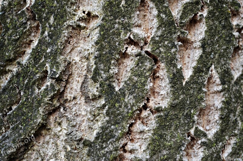 Tree The Bark Forest Trunk Nature