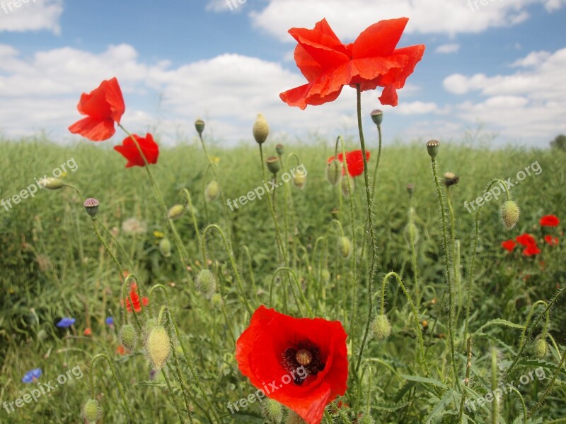 Poppy Klatschmohn Summer Meadow Garden Show