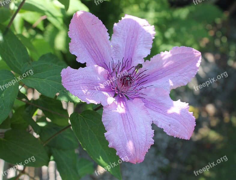 Clematis Have Flower Summer Background