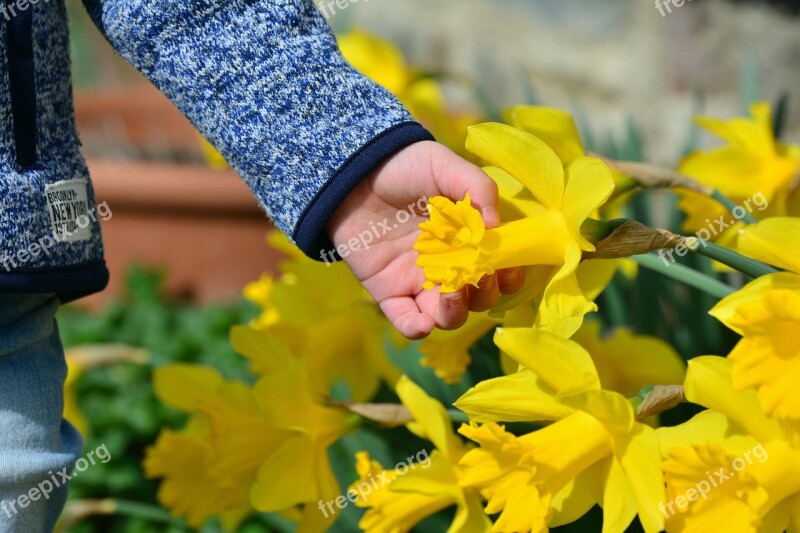 Daffodils Osterglocken Hand Child's Hand Child