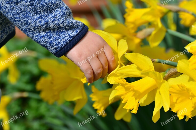 Daffodils Osterglocken Hand Child's Hand Child