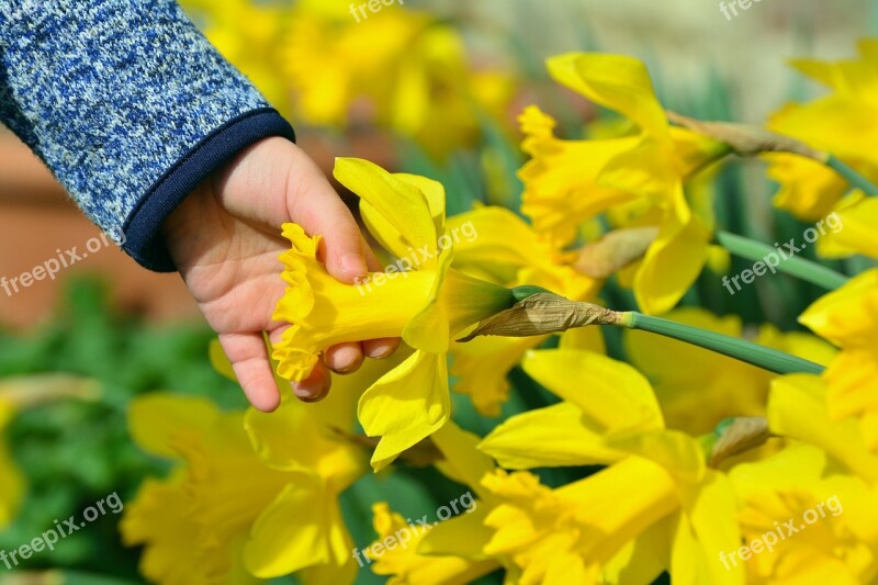 Daffodils Osterglocken Child's Hand Hand Child