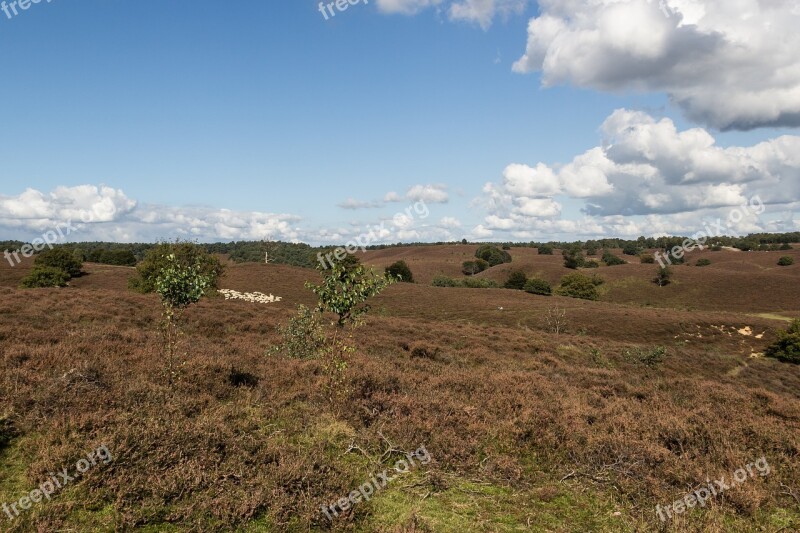 Veluwe Heide Landscape Netherlands Nature