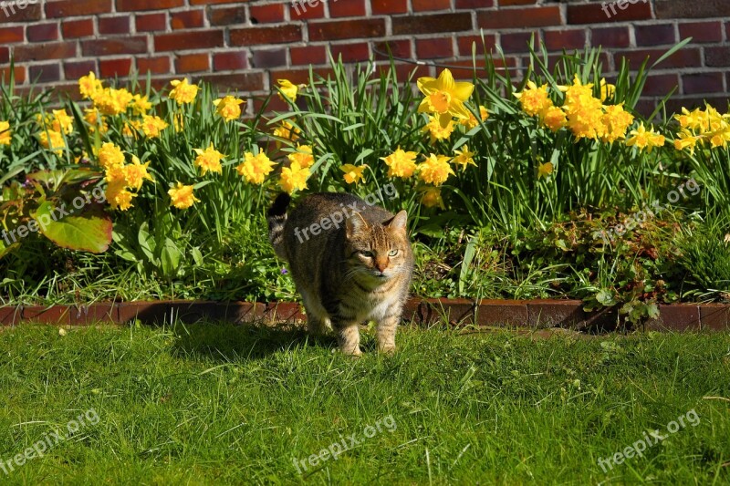 Cat Female Garden Domestic Cat Cat Face