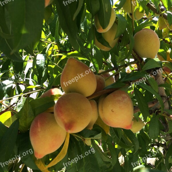 Peaches Peach Tree Fruit Tree Free Photos