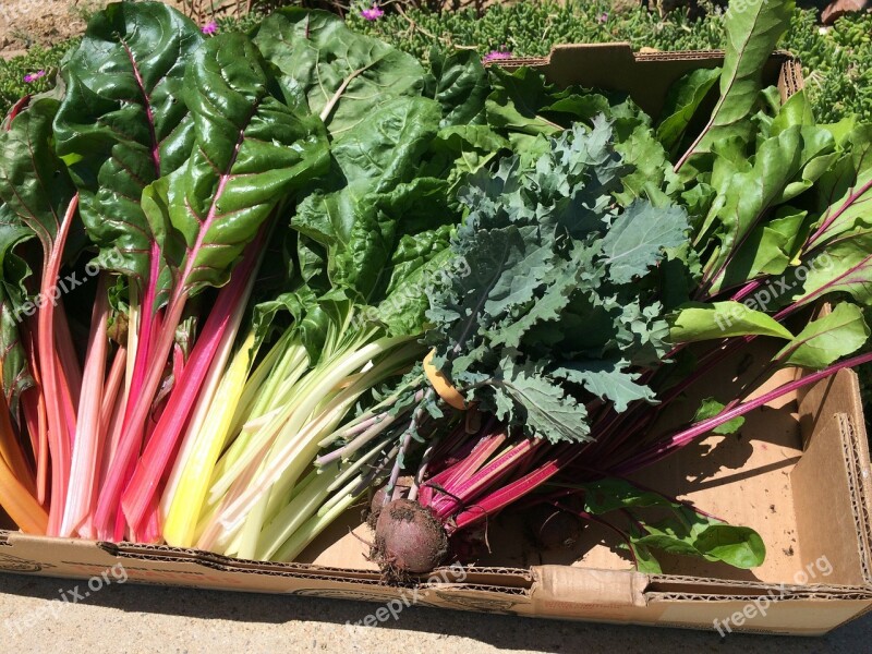 Swiss Chard Vegetables Beets Garden Fresh