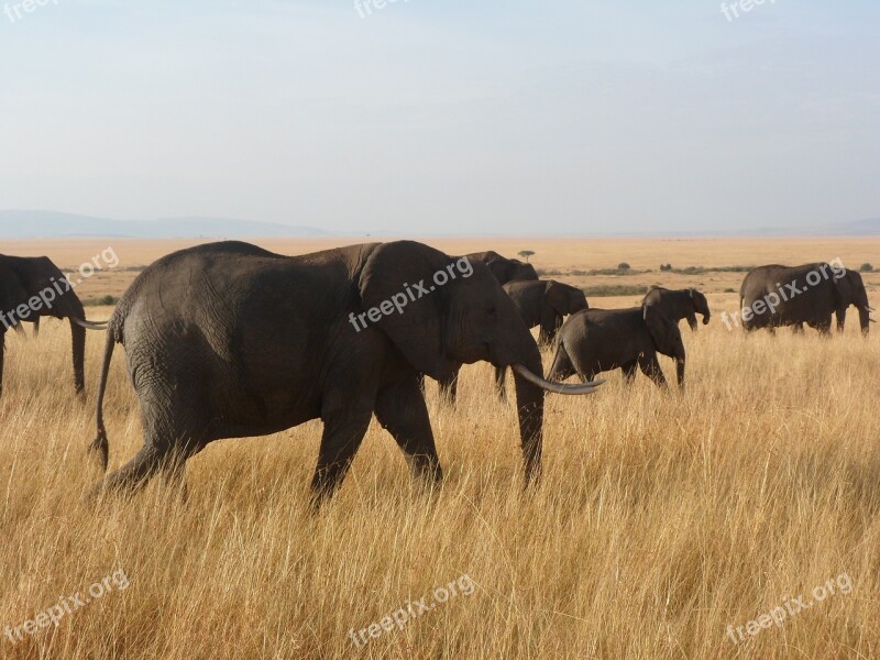 Elephants Africa Wildlife Safari Savannah