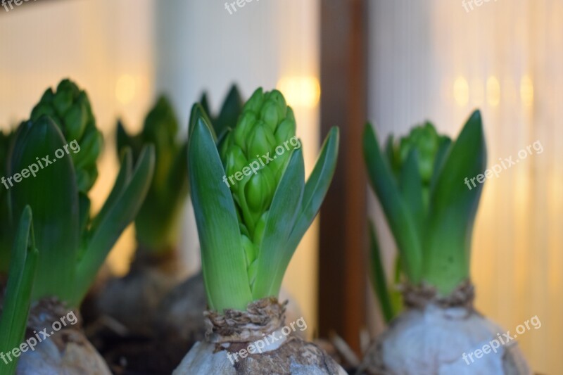 Bulbs Christmas Flowers Hyacinth Growth Plants