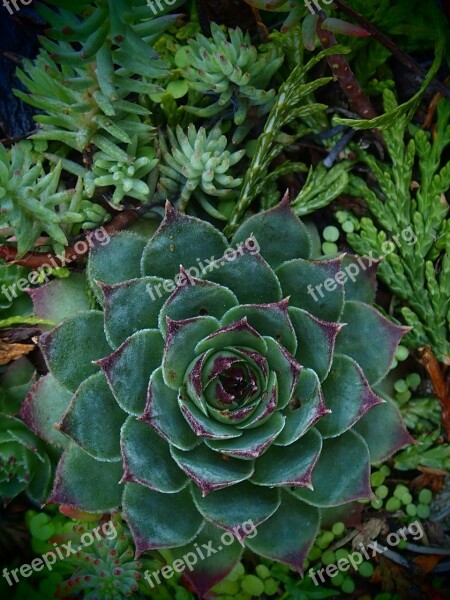 Crassulaceae Nature Rosette Free Photos