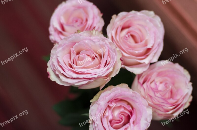 Roses Pink Roses Flower Pink Flowers