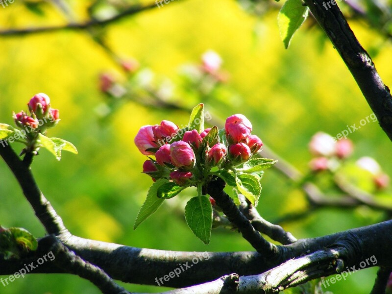 Apple Blossom Old Country York Stade Blossom