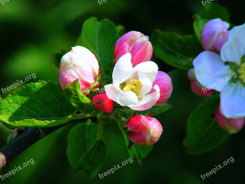 Apple Blossom Pink Red Blossom Bloom