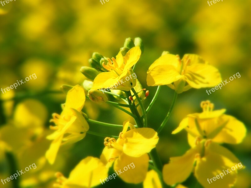 Oilseed Rape Field Of Rapeseeds Yellow Field Plant