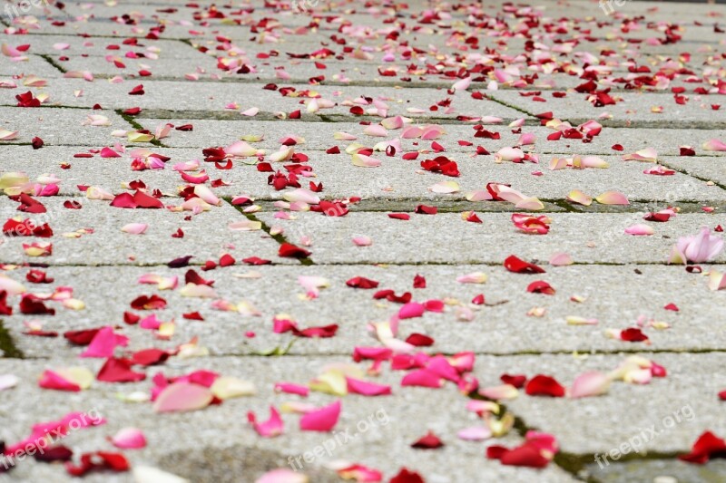 Rose Petals Wedding Pink Red White