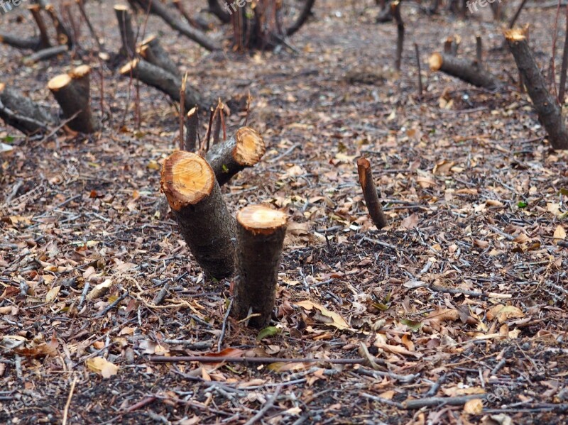 Tree Stubs Park Nature Natural