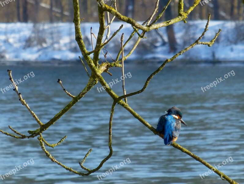 Kingfisher Bird Danube Winter Free Photos