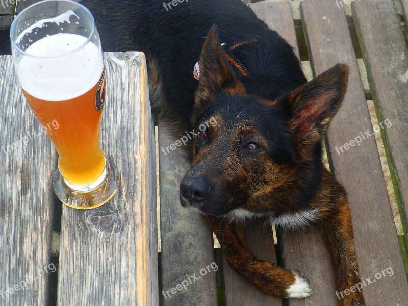 Thirst Beer Dog Summer Free Photos