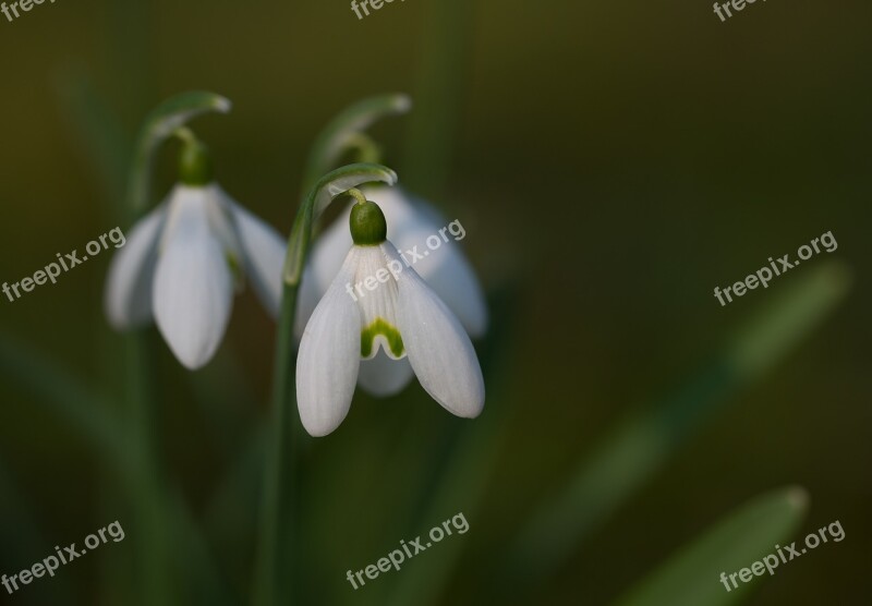 Snowdrop Galanthus Close Up Spring Plant