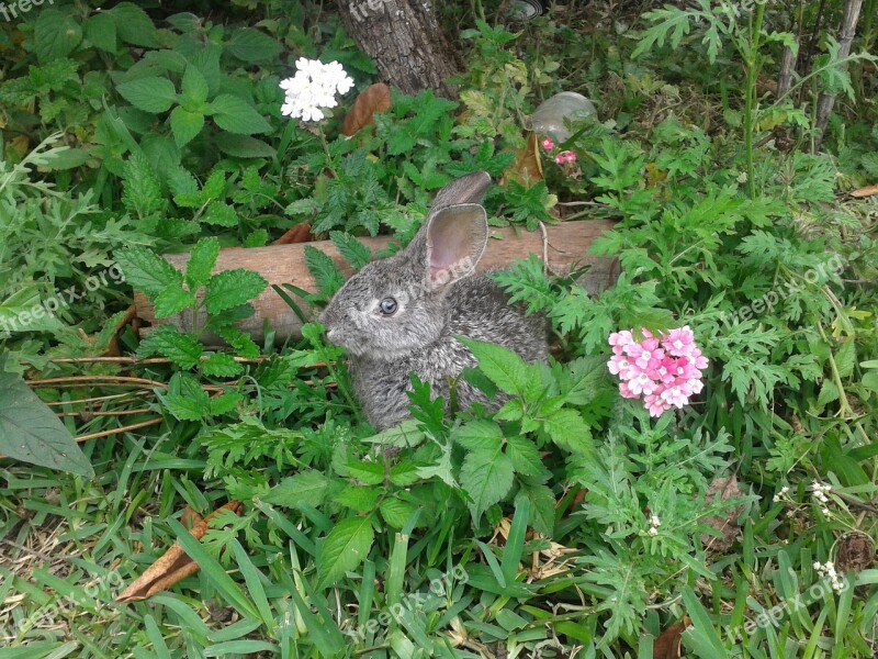 Rabbit Flower Flowers Natura Nature