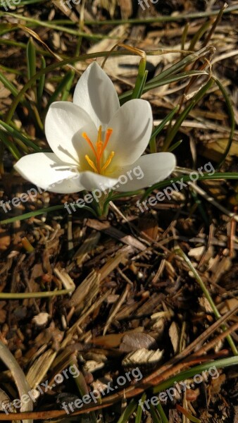 Crocus White Spring Flower Nature