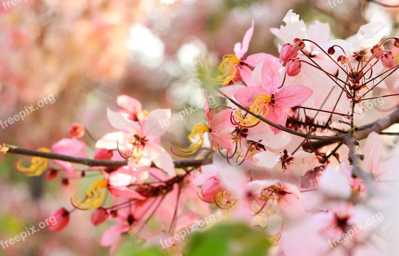 Flowers Nature Pink Mezzanine Free Photos