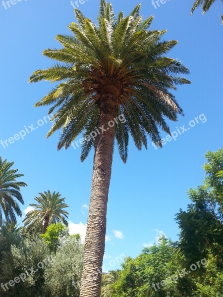 Palm Maspalomas Gran Canaria Free Photos