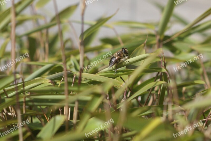 Wasp Garden Nature Green Free Photos