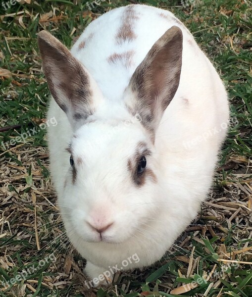 Rabbit Garden White Nature Summer