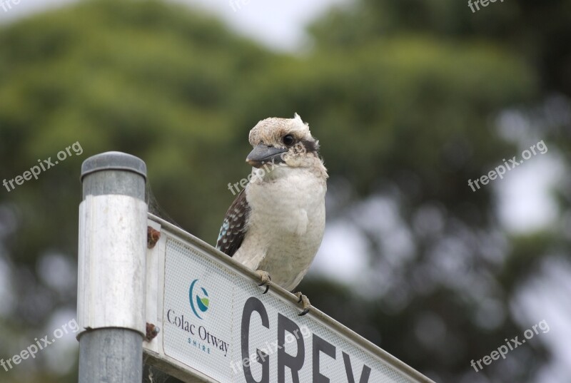 Kookaburra Sacred Kingfisher Australia Bird Kingfisher