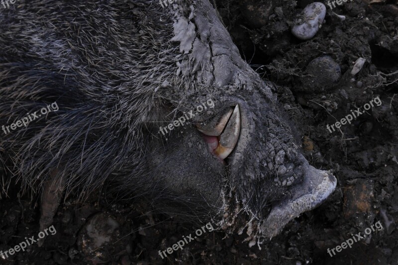 Boar Wild Boar Hauer Canine Tooth