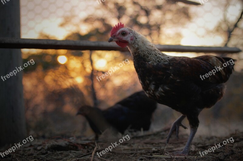 Rooster Chicken Cage Farm Animal