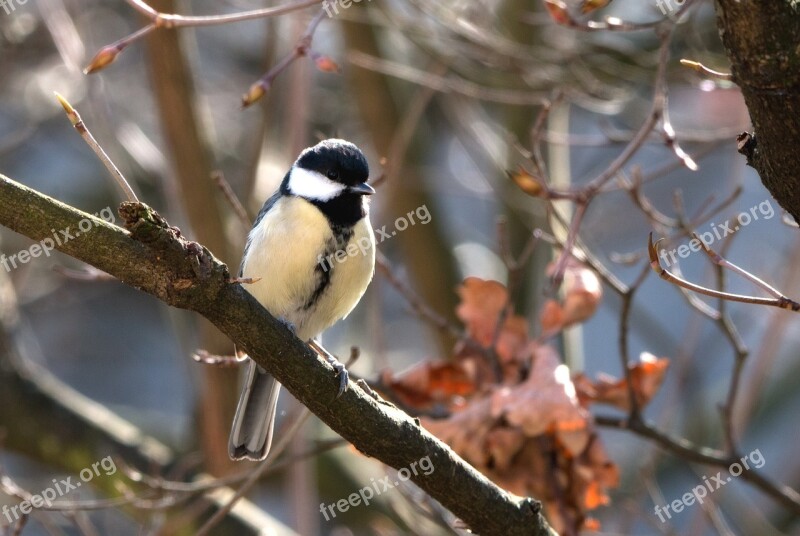 Tit Songbird Bird Small Bird Garden