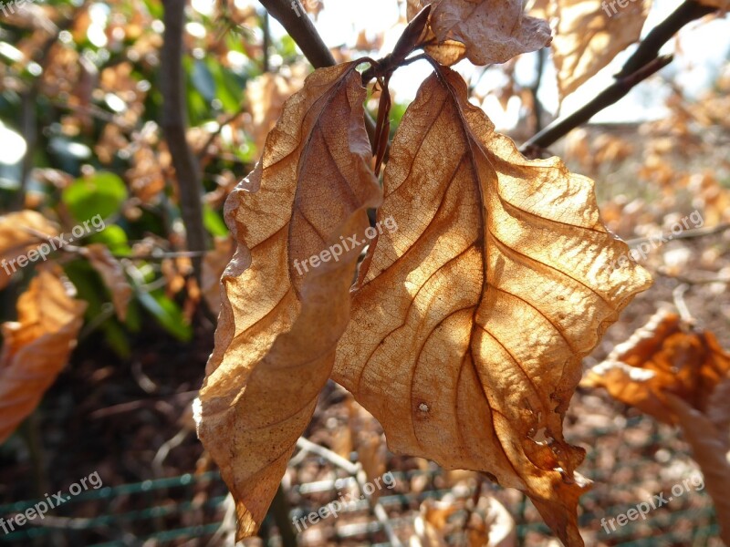 Beukenblad Veins Sunlight Shadow Leaves