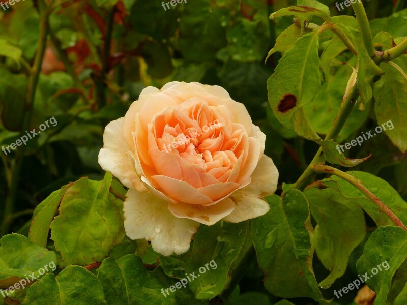 Rose Blossom Bloom Flower Garden Roses