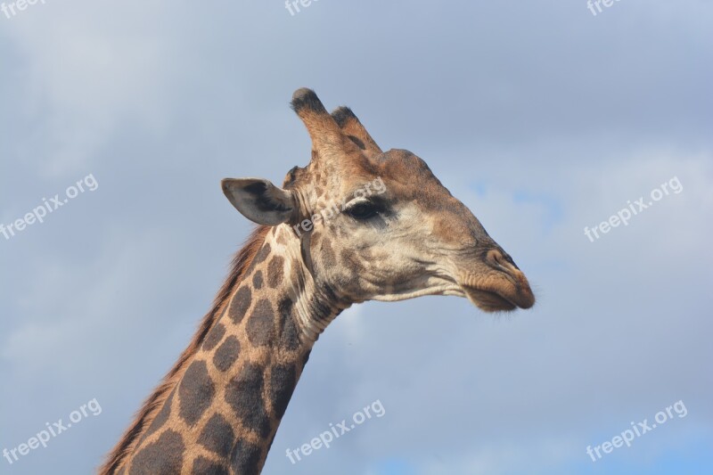 Giraffe Kruger National Park Safari Wildlife Free Photos