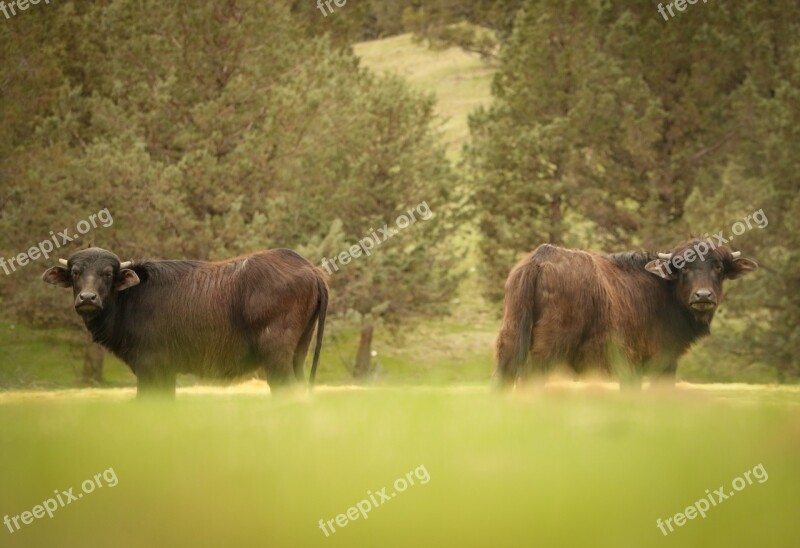 Hunting Water Buffalo Nature Wild