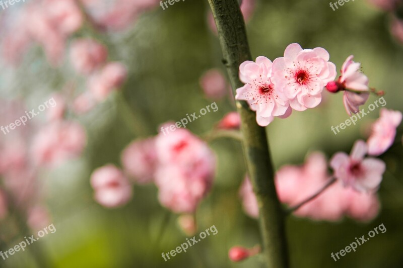 Peach Blossom Spring Chongqing Free Photos