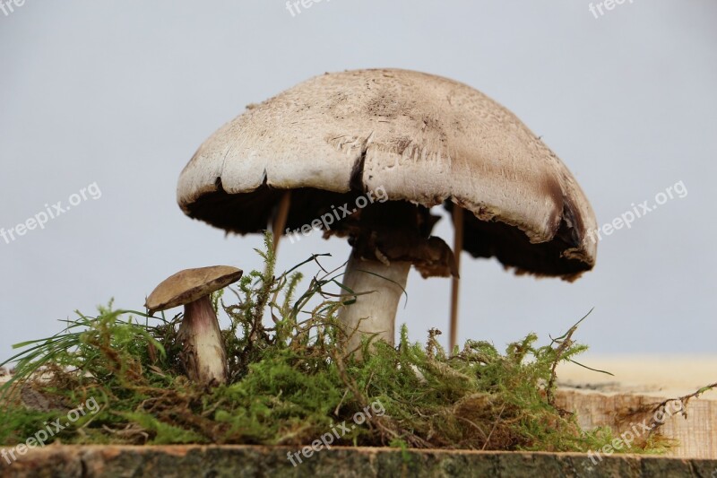 Mushrooms Nature Close Up Moss Mushroom Picking