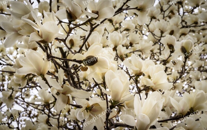 Magnolia Flowers Nature Wood Flower Tree