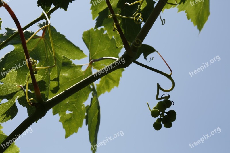 Grapes Vine Vineyard Strain Parra