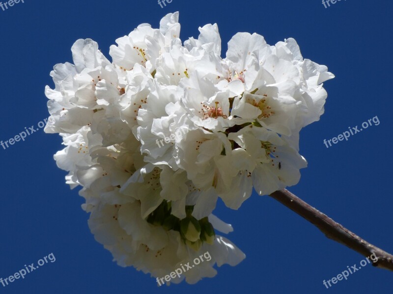 Flowers Flowery Branch Tree Fruit Bloom Spring