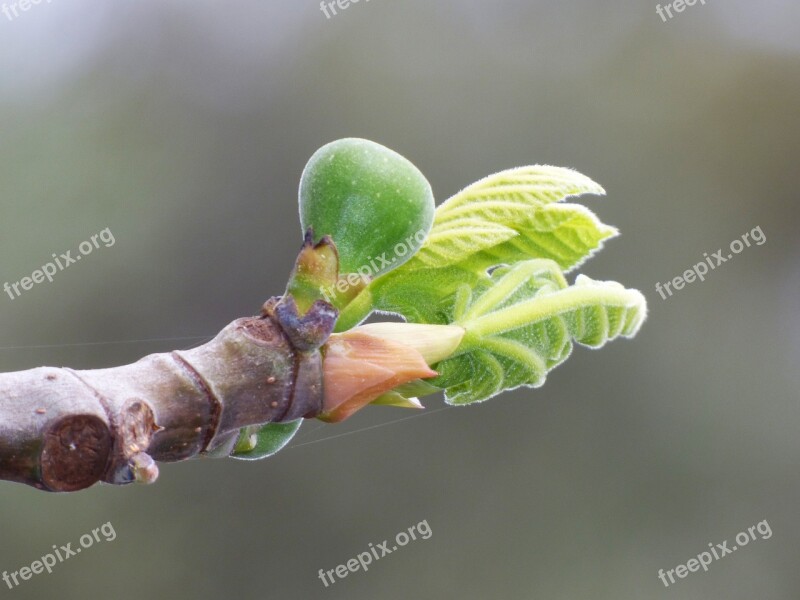 Fig Tree Outbreak Sprout Spring Fig