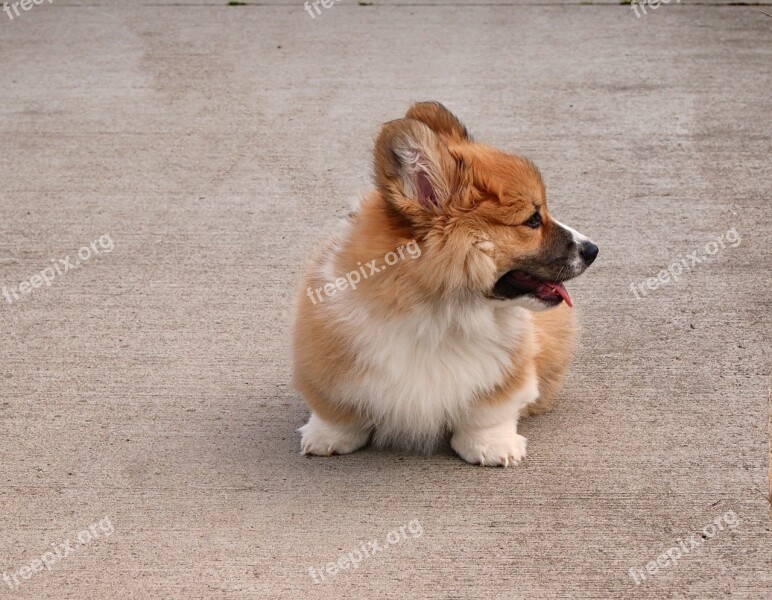 Corgi Welsh Corgi Dog Dogs Doggy